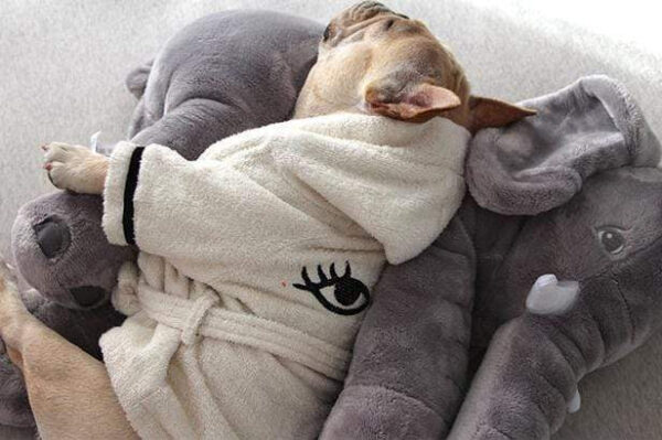 Frenchie World Shop Elephant plush sleeping pillow