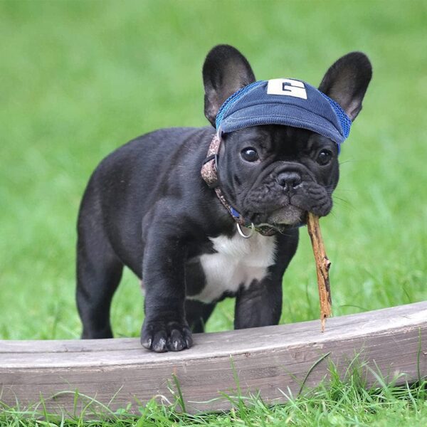 Frenchie World Shop French Bulldog Baseball Mesh Cap