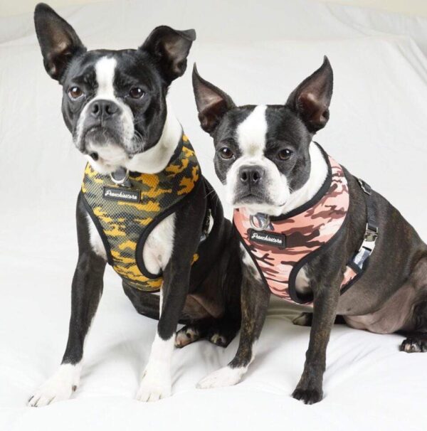 Purple Uranus Leashes, Collars & Petwear French Bulldog Camouflage Reversible Harness