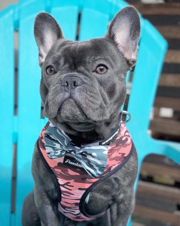 Purple Uranus Leashes, Collars & Petwear French Bulldog Camouflage Reversible Harness