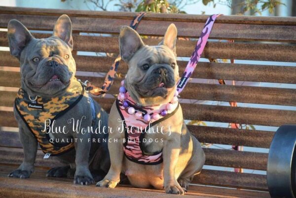 Purple Uranus Leashes, Collars & Petwear French Bulldog Camouflage Reversible Harness