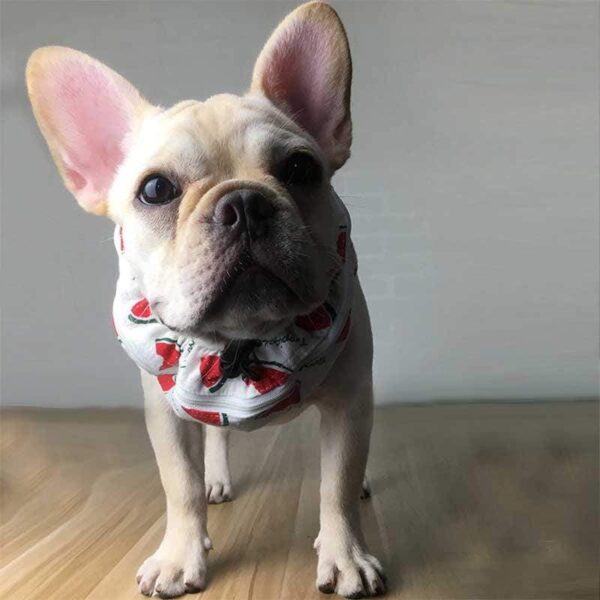 Frenchie World Shop French Bulldog Cooling Collar