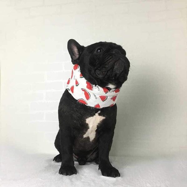 Frenchie World Shop French Bulldog Cooling Collar