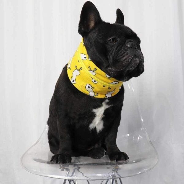 Frenchie World Shop French Bulldog Cooling Collar