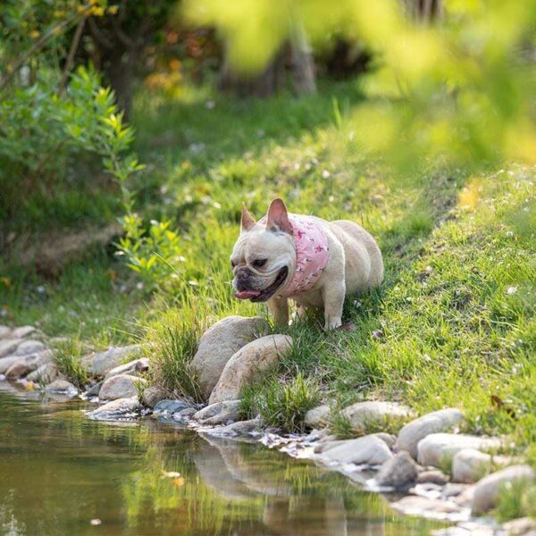 Frenchie World Shop French Bulldog Cooling Collar