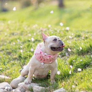 Frenchie World Shop Pink / L French Bulldog Cooling Collar