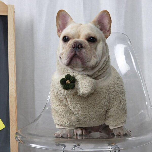 Frenchie World Shop Beige Set / XXL French Bulldog Cuddling Sweater With Matching Scarf