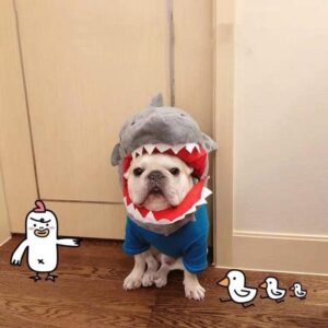 Frenchie World Shop Shark / Free Size French Bulldog Dinosaur/Shark Headgear Costume