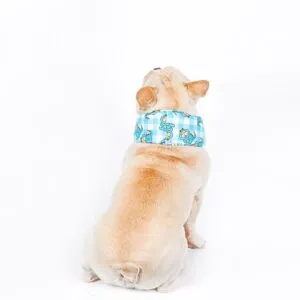 Frenchie World Shop French Bulldog Heatstroke Scarf