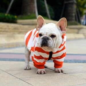 Frenchie World Shop French Bulldog Orange Striped Hoodie