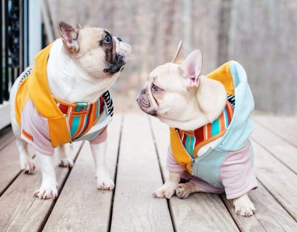 Purple Uranus Leashes, Collars & Petwear French Bulldog Organic Cotton Hoodie