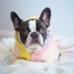 Purple Uranus Leashes, Collars & Petwear French Bulldog Pastel Organic Hoodie