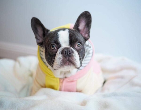 Purple Uranus Leashes, Collars & Petwear French Bulldog Pastel Organic Hoodie