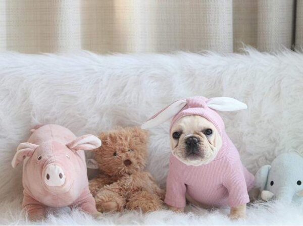 Frenchie World Shop Dog Clothing French Bulldog Rabbit Hoodie