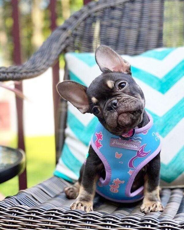 Purple Uranus Leashes, Collars & Petwear French Bulldog Seaside Reversible Harness