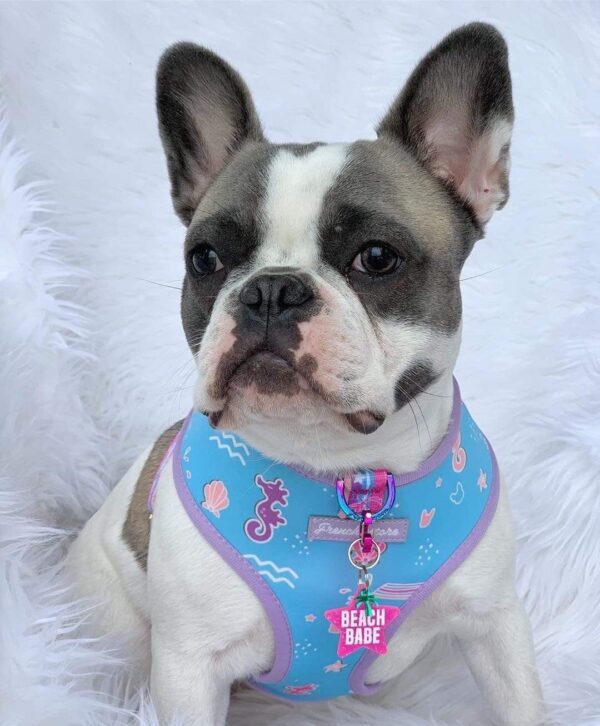 Purple Uranus Leashes, Collars & Petwear French Bulldog Seaside Reversible Harness