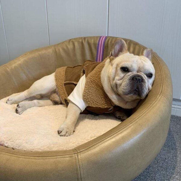 Frenchie World Shop French Bulldog Shepherd Vest