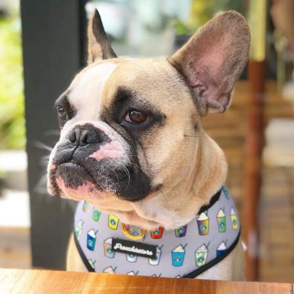 Purple Uranus Leashes, Collars & Petwear French Bulldog Striped Reversible Harness