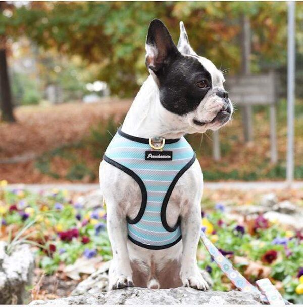 Purple Uranus Leashes, Collars & Petwear French Bulldog Striped Reversible Harness