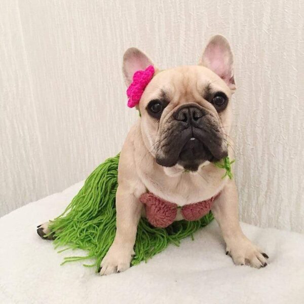 Frenchie World Shop French Bulldog Summer Hawaiian Hula Costume