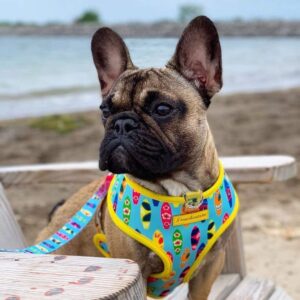 Purple Uranus Leashes, Collars & Petwear French Bulldog Summer Reversible Harness