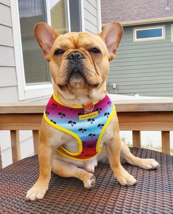 Purple Uranus Leashes, Collars & Petwear French Bulldog Summer Reversible Harness