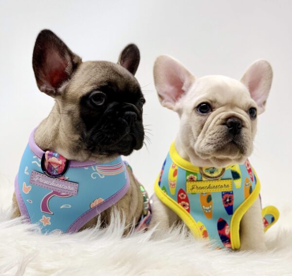 Purple Uranus Leashes, Collars & Petwear French Bulldog Summer Reversible Harness