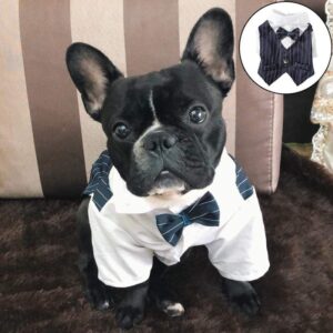 Frenchie World Shop French Bulldog Tailcoat