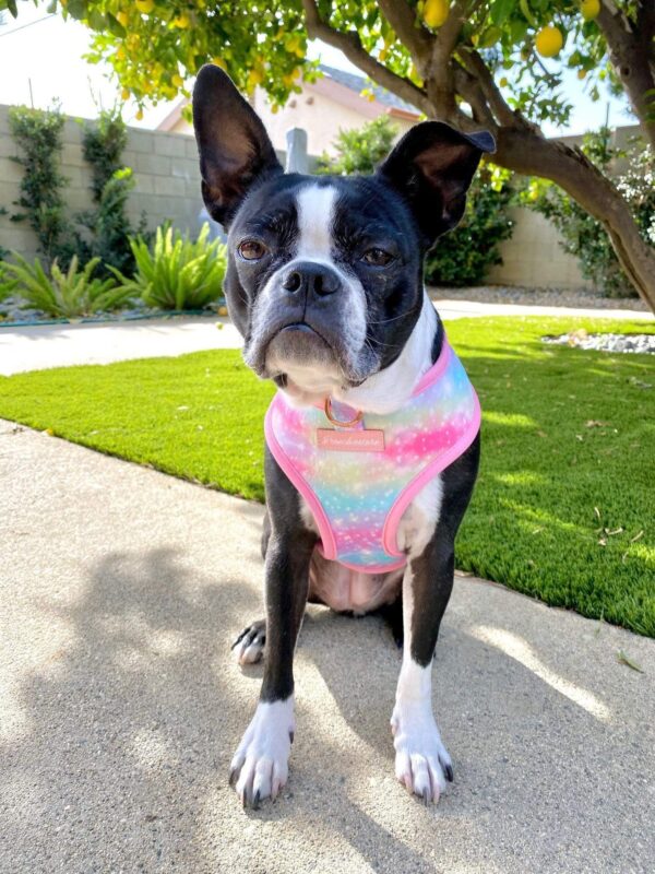 Purple Uranus Leashes, Collars & Petwear French Bulldog Unicorn Reversible Harness