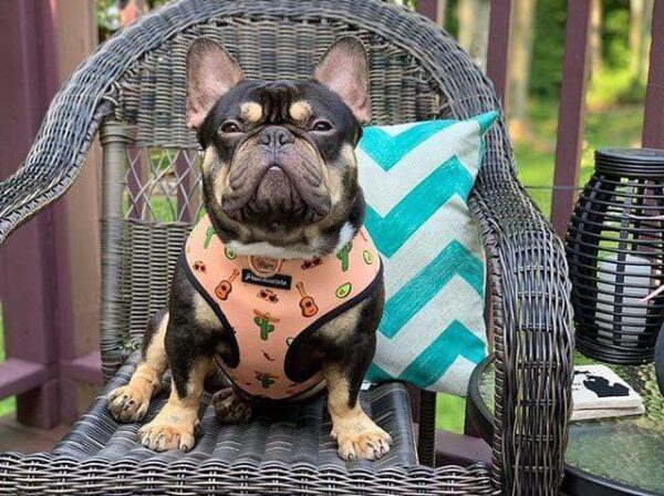 Purple Uranus Leashes, Collars & Petwear French Bulldog 'Vida Loca' Reversible Harness