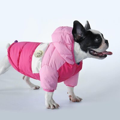 French bulldog coat: Best options for today