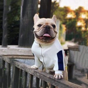 Frenchie World Shop French Bulldog White Tracksuit