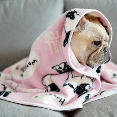 Frenchie World Shop Frenchie Fleece Dog Blanket