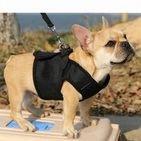 Frenchie World Shop Dog Accessories Black / L Frenchie Harness Set