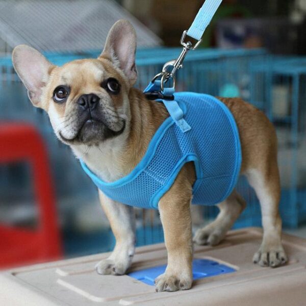 Frenchie World Shop Dog Accessories Blue / L Frenchie Harness Set