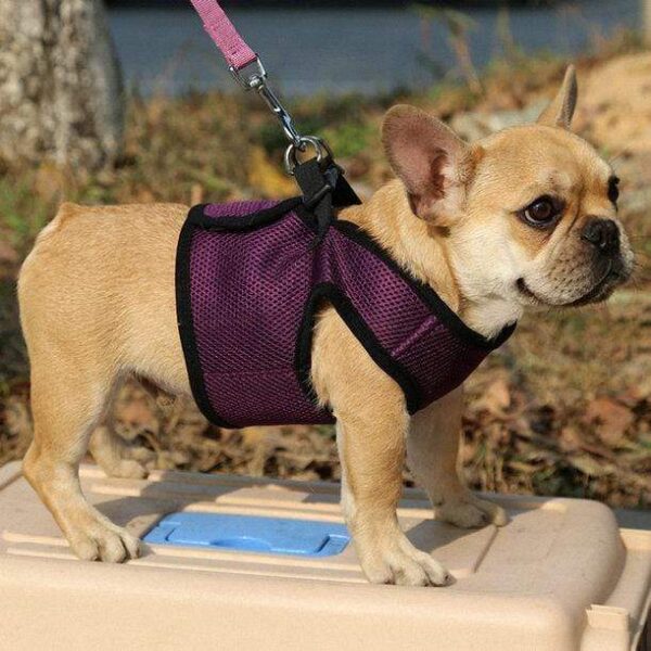 Frenchie World Shop Dog Accessories Purple / L Frenchie Harness Set