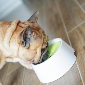 Frenchie World Shop Dog Bowls Green / CHINA Frenchie World® Anti-wet Mouth Floating Drinking Bowl
