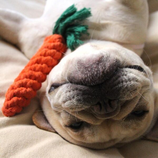 Frenchie World Shop Dog toys Frenchie World® Carrot rope toy