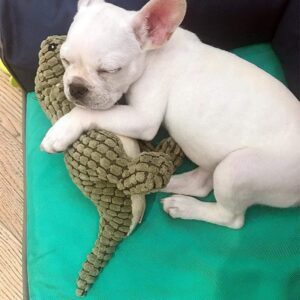 Frenchie World Shop Dog toys Frenchie World® Linen chewing toys (11 Styles)