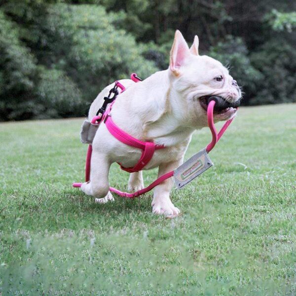 Frenchie World Shop Frenchie World™ Orthopedic Harness