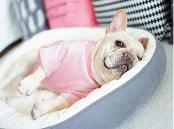 Frenchie World Shop Frenchie World® Sofa Bed