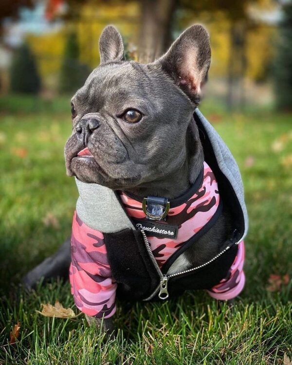 Purple Uranus Leashes, Collars & Petwear Handmade Organic Frenchie Hoodie