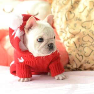 Frenchie World Shop Holiday Maple Hoodie Sweater