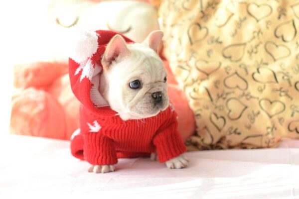 Frenchie World Shop Holiday Maple Hoodie Sweater