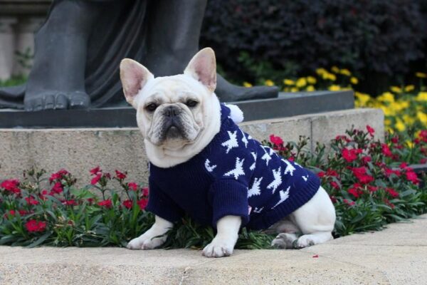 Frenchie World Shop Holiday Maple Hoodie Sweater