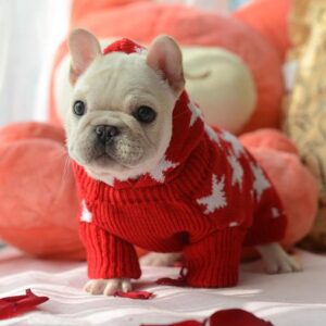 Frenchie World Shop Holiday Maple Hoodie Sweater