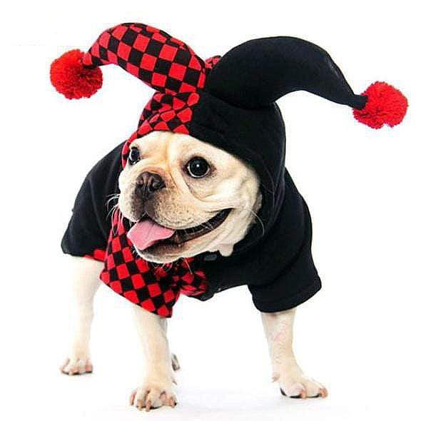 Frenchie World Shop Black / S Joker Dog Halloween Costume