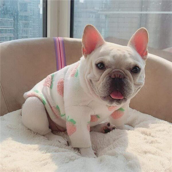 Frenchie World Shop Juicy Peach French Bulldog Sweater