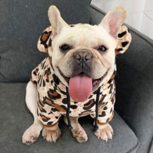 Frenchie World Shop Leopard / XL Leopard French Bulldog Hoodie