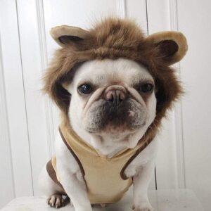Frenchie World Shop Lion French Bulldog Costume